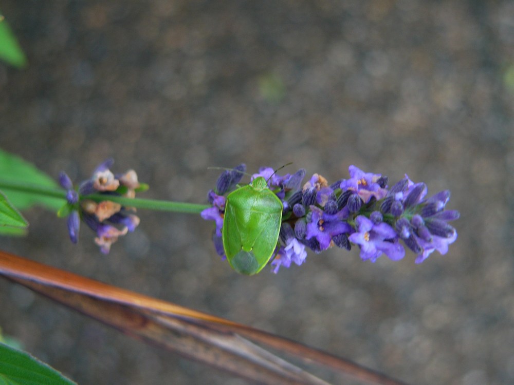 c0062511_65837.jpg