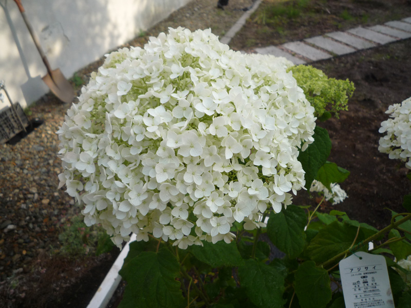 b0151831_14311773.jpg