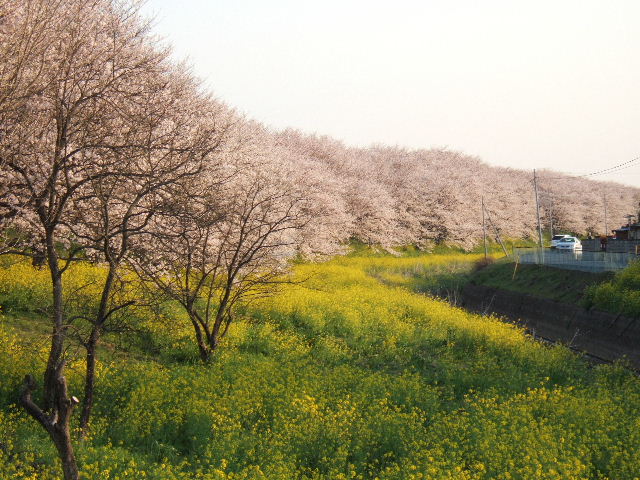 e0064133_0483093.jpg