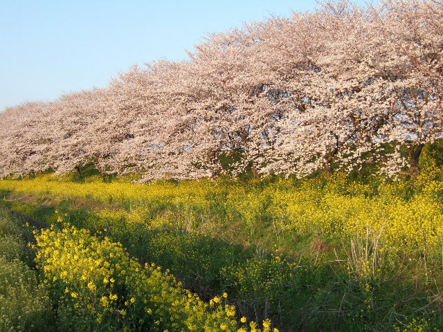 e0064133_0485763.jpg