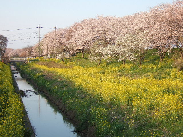 e0064133_048931.jpg