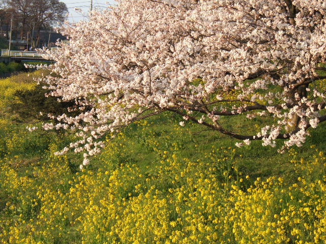 e0064133_051418.jpg