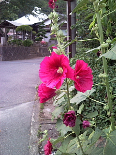a0157160_22135598.jpg