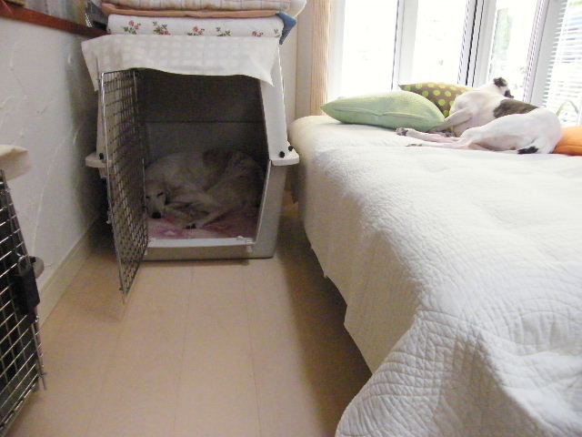 e0003270_9155644.jpg
