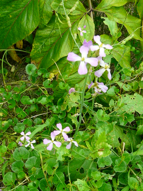 e0145782_1510690.jpg