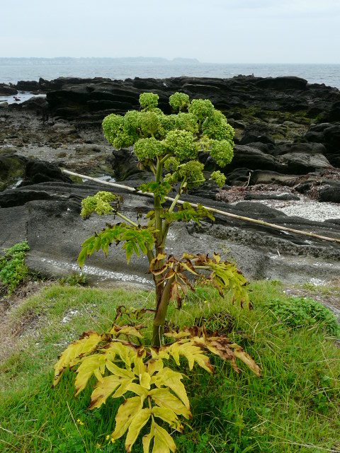 e0145782_15123830.jpg