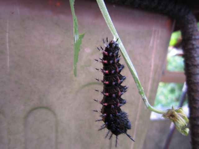 c0175584_914798.jpg