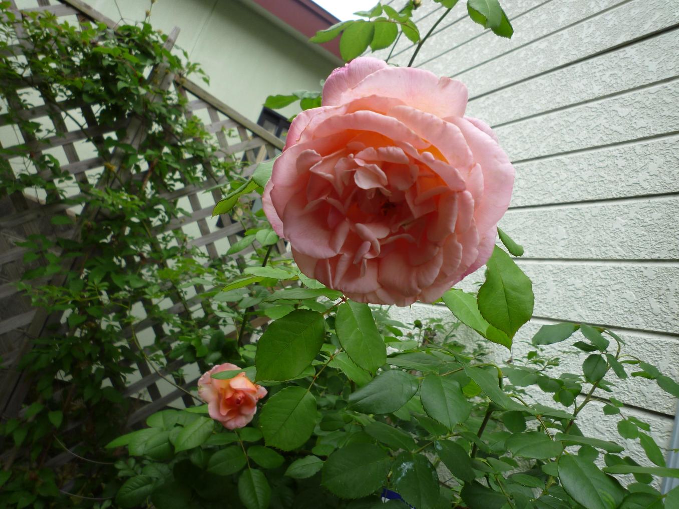 b0035611_2135986.jpg