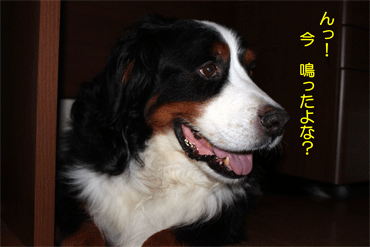 c0143711_212185.gif