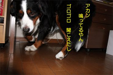 c0143711_21294866.gif