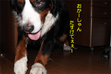 c0143711_2130944.gif
