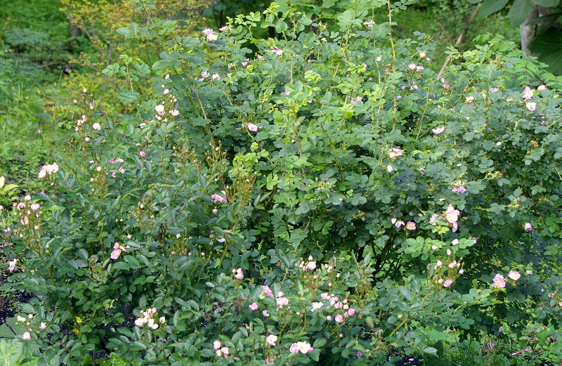 e0136424_114127.jpg