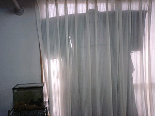 d0048332_11131649.gif