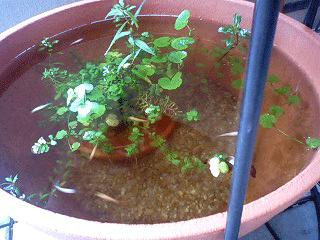 d0048332_11355441.gif