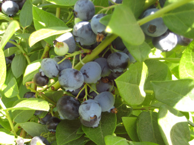 c0137235_921980.jpg