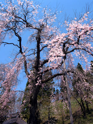 c0210838_331241.jpg