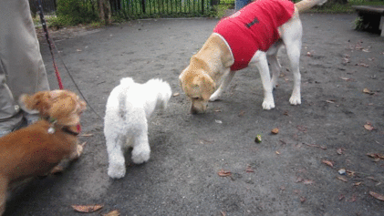 a0142343_18153168.gif
