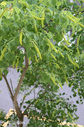 b0139477_21384679.gif