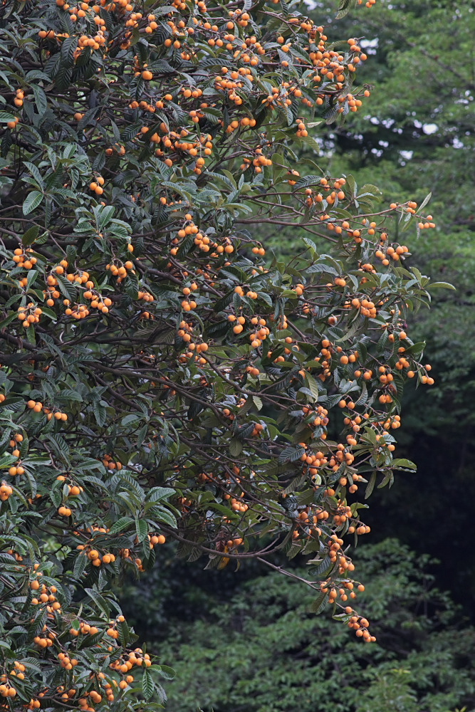 a0083081_16514196.jpg