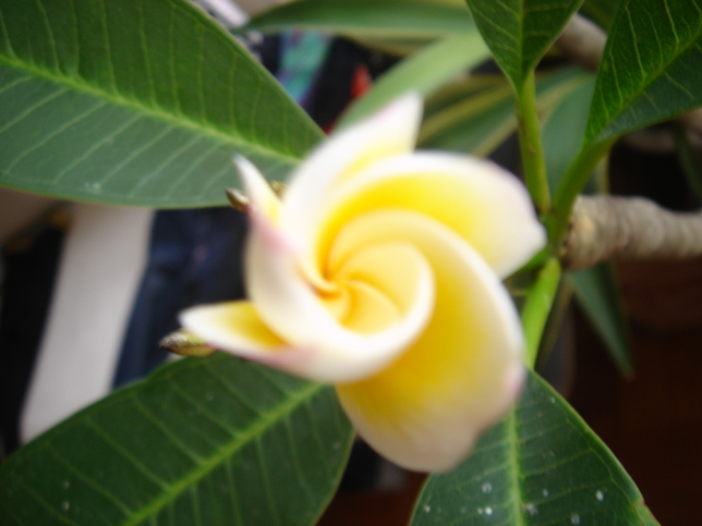 f0138588_10105431.jpg