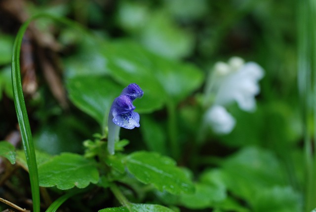 d0168292_17181871.jpg