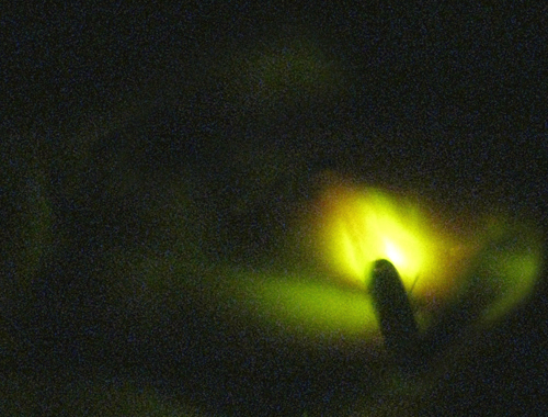 d0077603_964972.jpg