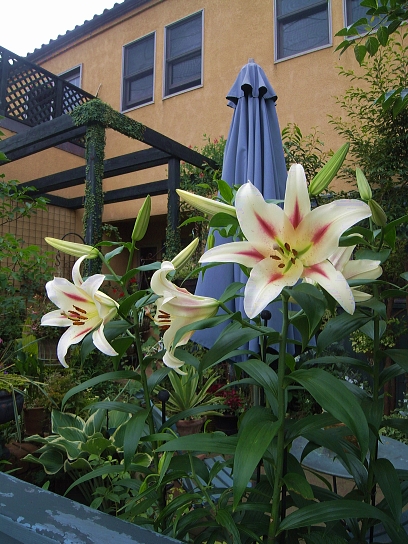 f0065604_20133292.jpg