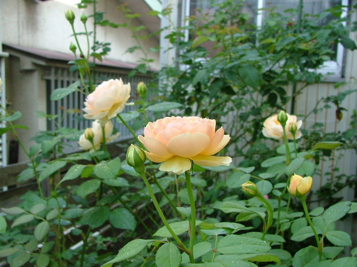 c0212214_172385.jpg