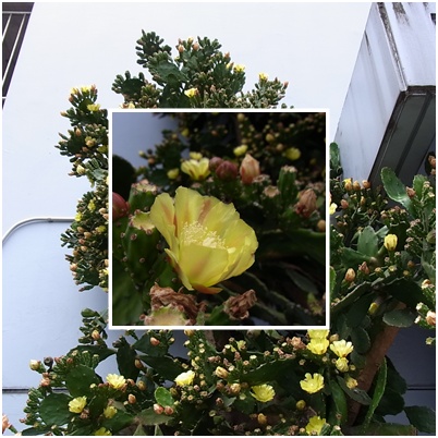 サボテンの花