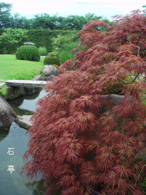d0098183_917159.jpg