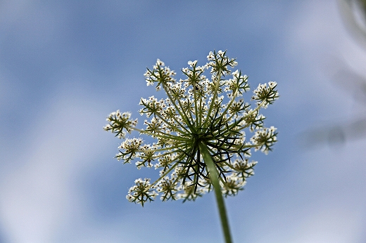 e0190885_19335359.jpg