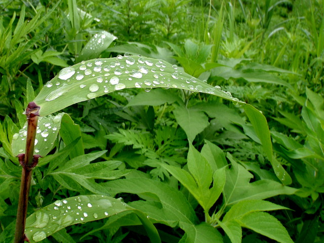 a0007388_10441961.jpg