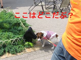 e0121589_19323353.jpg