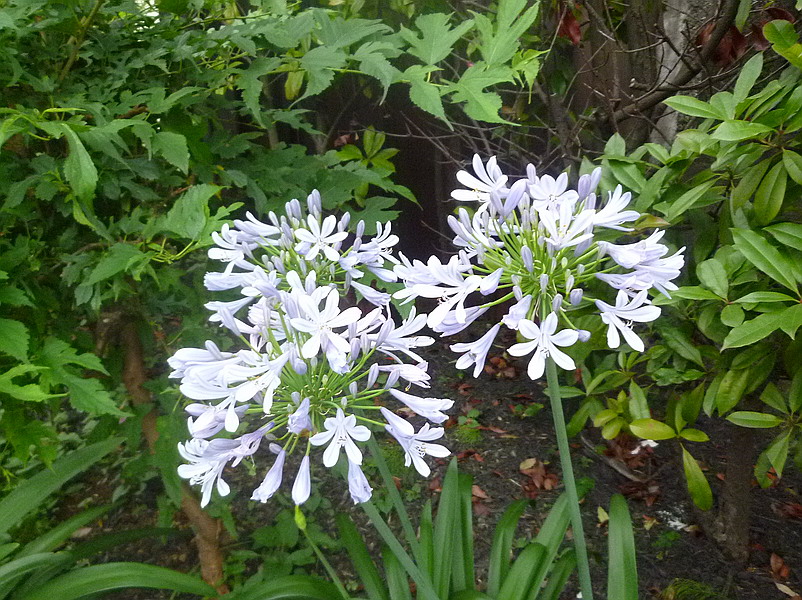 c0138198_1752899.jpg