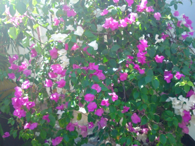 a0000014_1338022.jpg