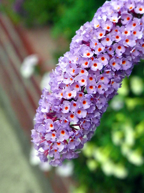 e0083517_241428.jpg