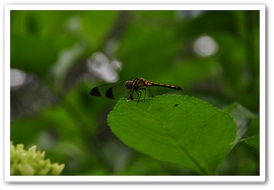d0070920_9293610.jpg