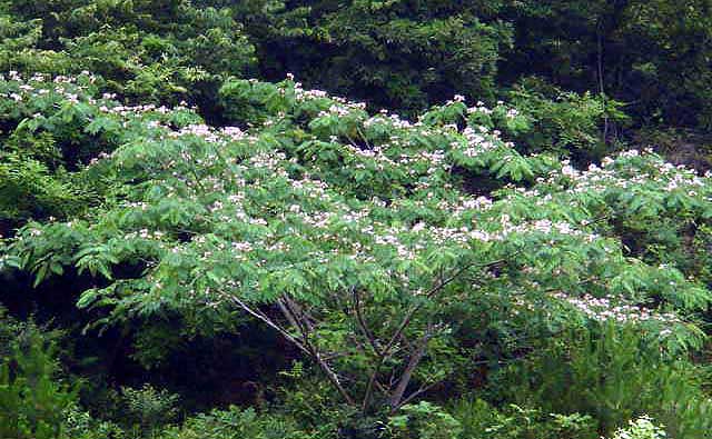 e0083820_23101146.jpg