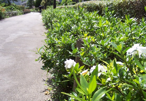 c0198781_1554793.jpg