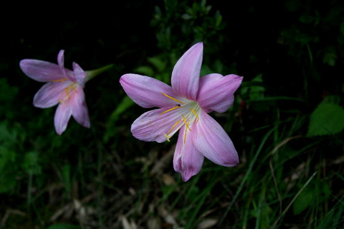 b0171185_23142320.jpg