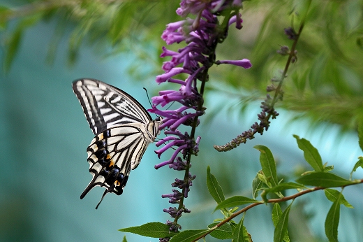 e0190885_17362019.jpg