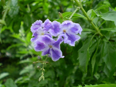 a0135990_20505720.jpg