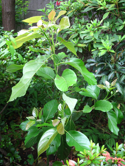 地植えアボカド