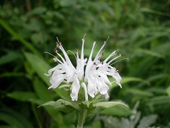 c0190010_2145744.jpg