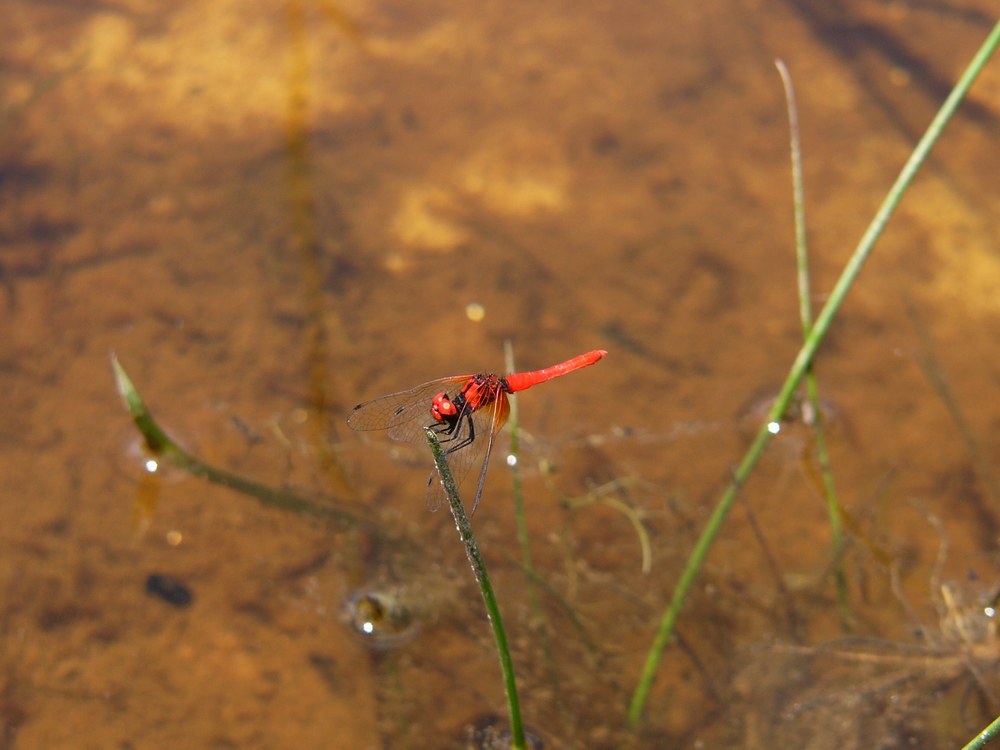 c0062511_21162696.jpg