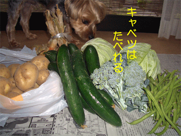 c0143711_1921319.gif