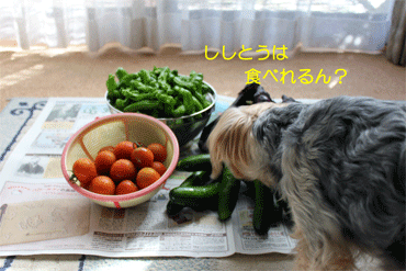 c0143711_19381269.gif