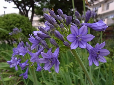 紫の花