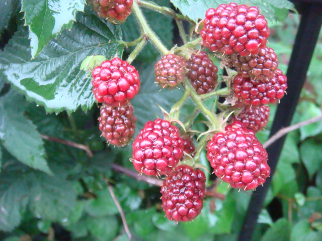 b0097645_61174.jpg