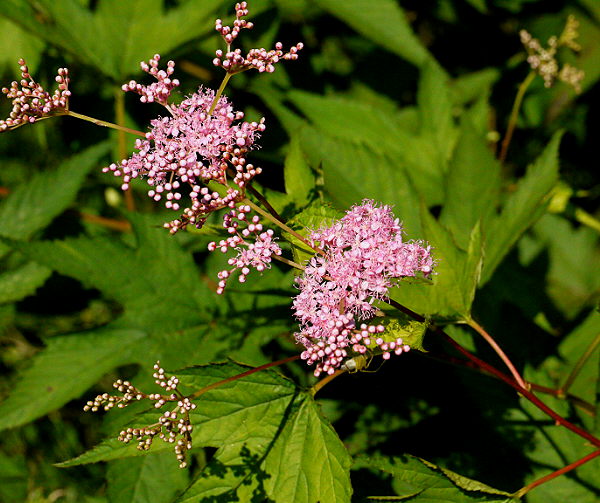 d0091754_18301234.jpg